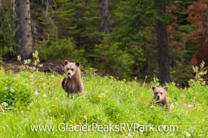 Grizzley Bear Cubs